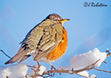 Turdus migratorius